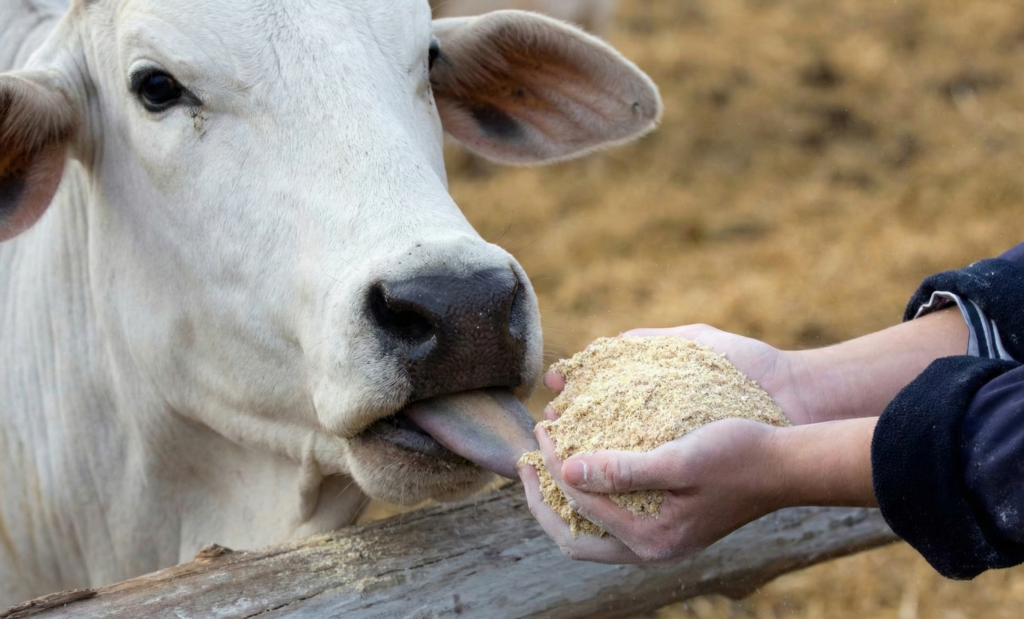 Imagem de uma mão fornecendo ração para um boi