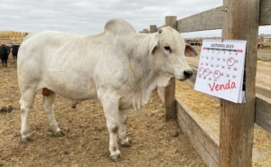 Ciclo de 120 dias no confinamento