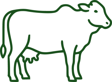 Vaca