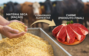 conversão alimentar bovinos
