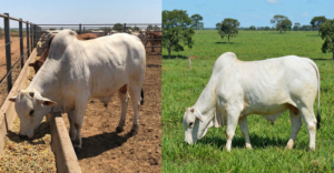 Confinamento ou pasto