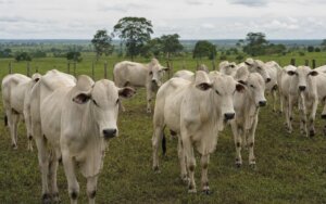 Pecuarista analisando preço da arroba do boi gordo com foco em exportação e conformidade sanitária