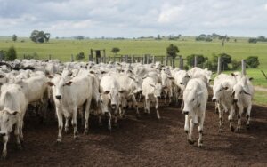 Pecuarista avaliando preço da arroba do boi gordo em mercado com oferta restrita