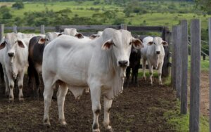 Produtor rural analisando documentos de renegociação dívidas rurais 2024 para melhorar fluxo de caixa