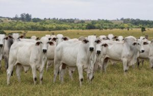 Bovinos Nelore em pastagem com destaque para genética carne nelore qualidade e perfil de ácidos graxos