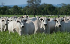 Pecuarista avaliando touros nelore com melhoramento genético avaliado pela ANCP