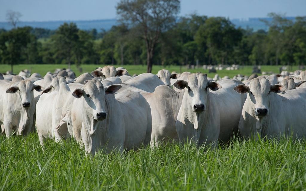 Pecuarista avaliando touros nelore com melhoramento genético avaliado pela ANCP