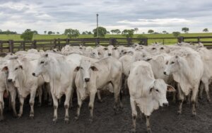 Pecuarista analisando preço da arroba do boi gordo com gado em pasto ao fundo