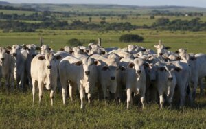 Pecuarista avaliando preço do bezerro para reposição em São Paulo com boi gordo ao fundo
