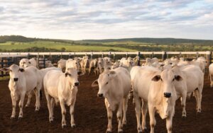 Carregamento de carne bovina para exportação com destaque para bloqueio europeu carne bovina