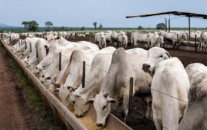 Gráfico comparativo do custo alimentar no confinamento em agosto nas regiões Centro-Oeste e Sudeste
