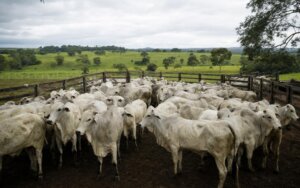 Gráfico mostrando a variação do preço da arroba do boi gordo no mercado brasileiro em 2027