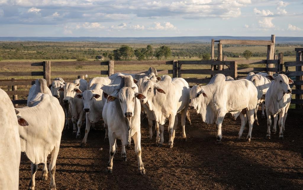 Gráfico mostrando a evolução do preço da arroba do boi gordo no segundo trimestre de 2026 com destaque para crescimento do setor agropecuário