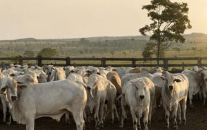 Pecuarista analisando preço da arroba do boi gordo com gráficos de mercado e clima ao fundo